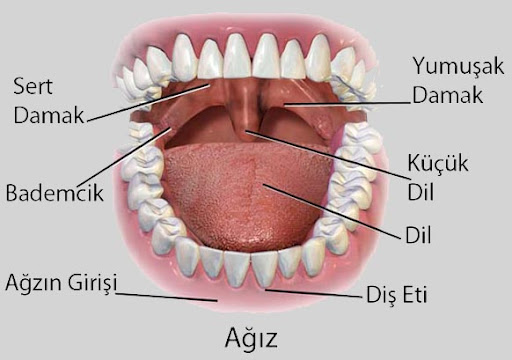 Artikülasyon Organları