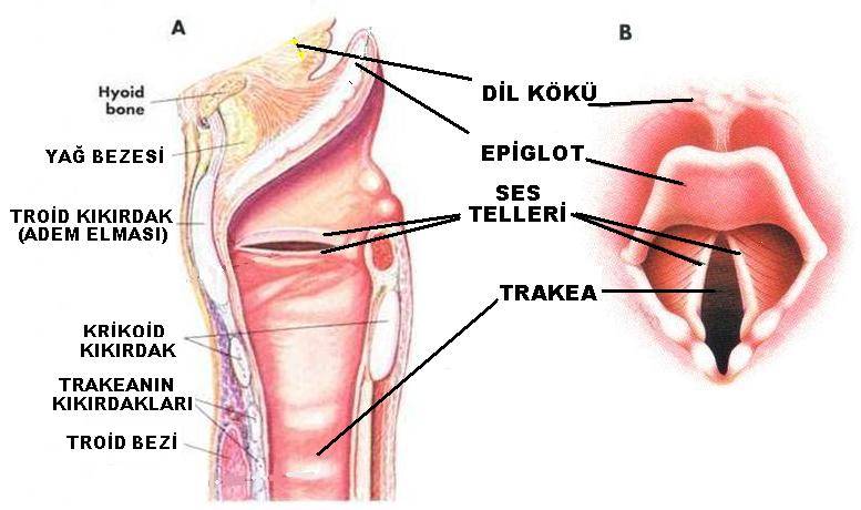 girtlakkanseri_girtlak