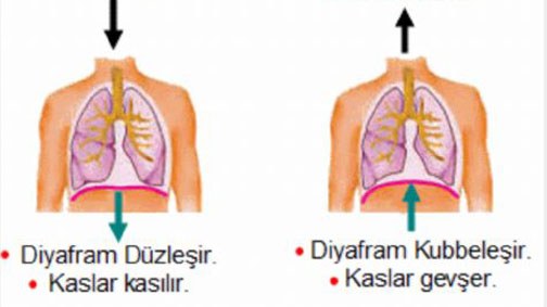 Diyafram